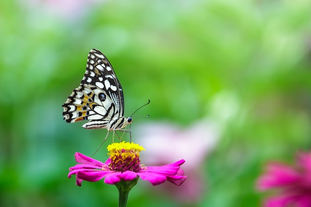 mariposa en flor