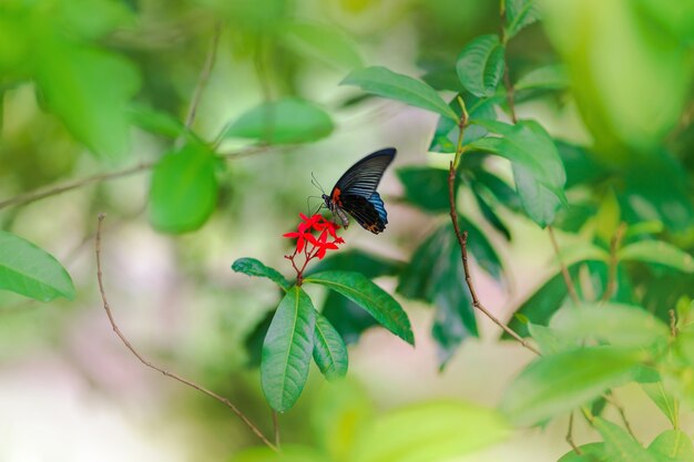 Mariposa en flor