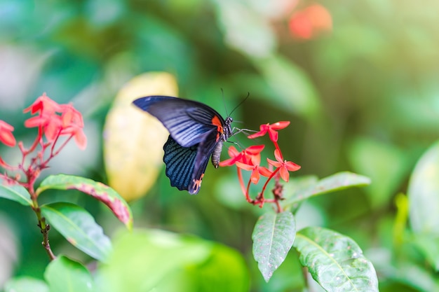 Mariposa en flor