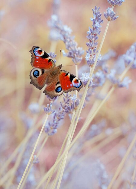 Mariposa en la flor