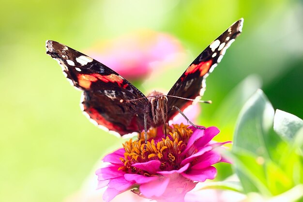 mariposa en una flor