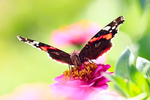 mariposa en una flor