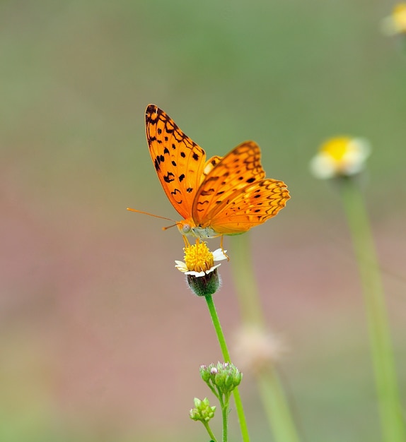 Mariposa en una flor