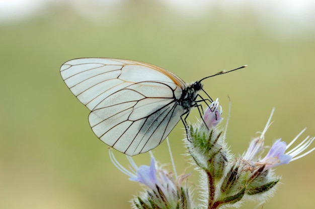 mariposa en una flor