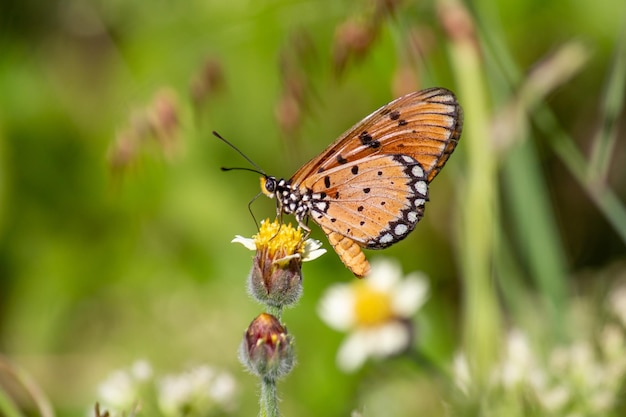 Foto mariposa en la flor