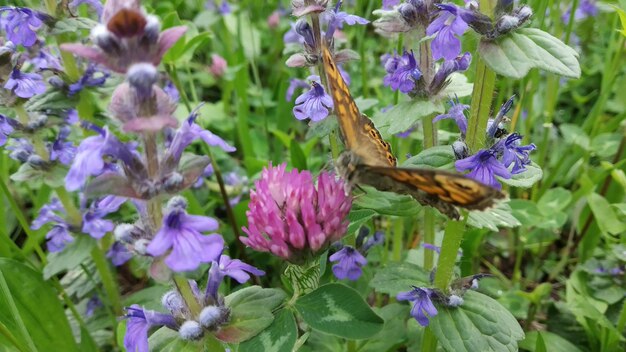 Foto mariposa y flor