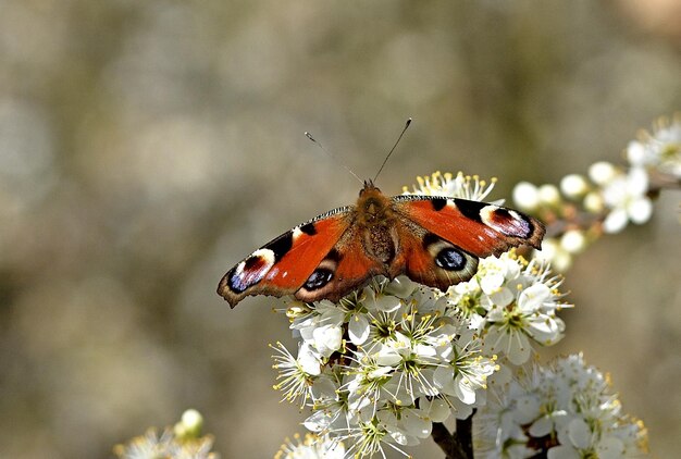 mariposa en la flor