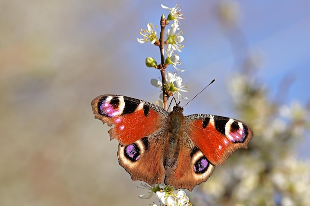 mariposa en la flor