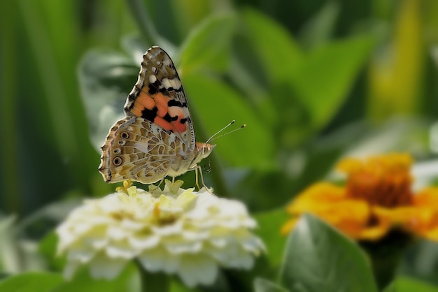 mariposa en la flor