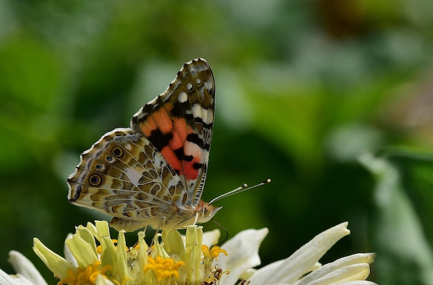 mariposa en la flor