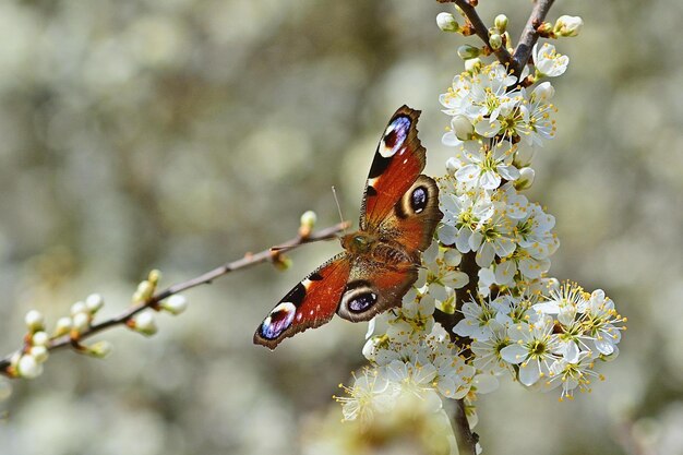 mariposa en la flor