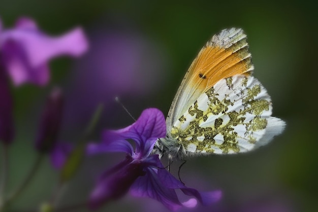 mariposa en la flor