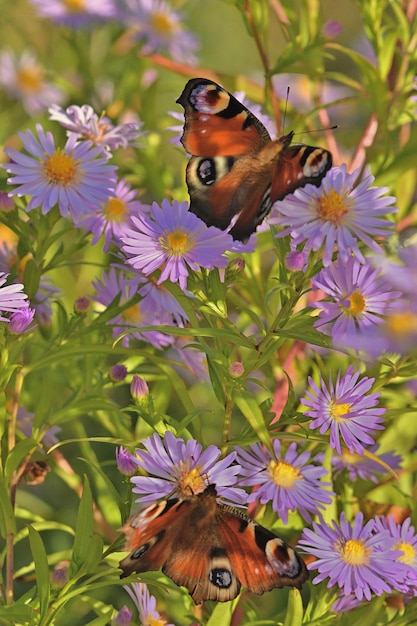 mariposa en la flor