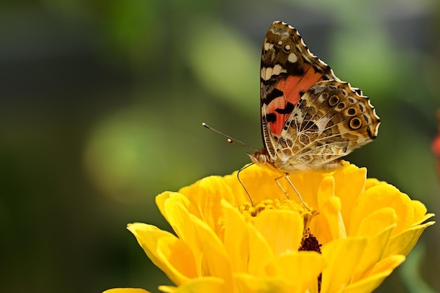 mariposa en la flor