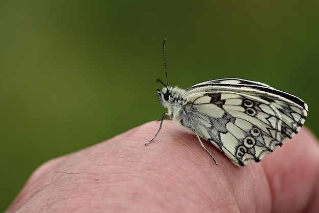 mariposa en la flor