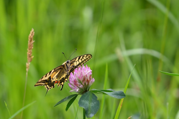 mariposa en la flor