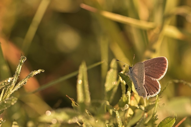 mariposa en la flor