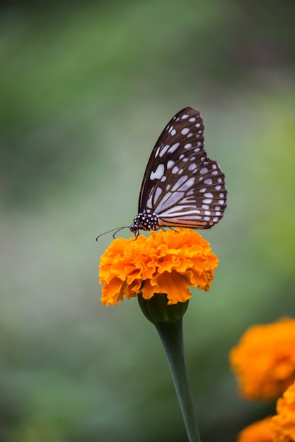 Mariposa en la flor