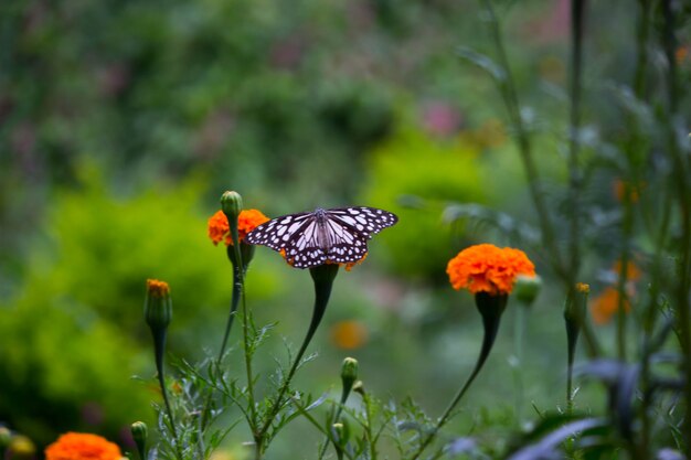 Mariposa en la flor