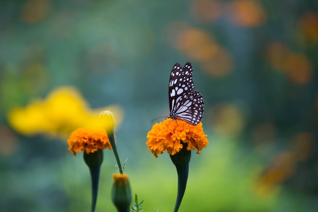 Mariposa en la flor