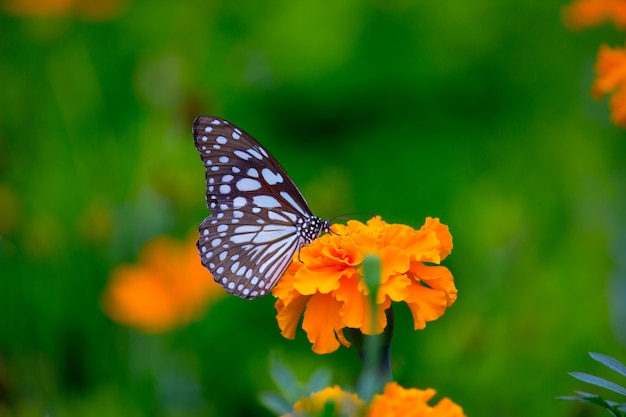 Mariposa en la flor