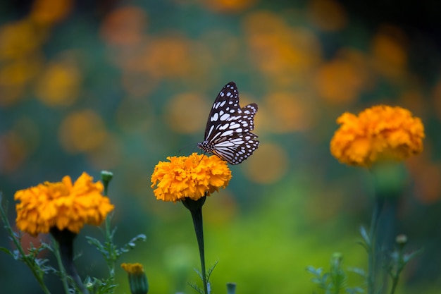 Mariposa en la flor