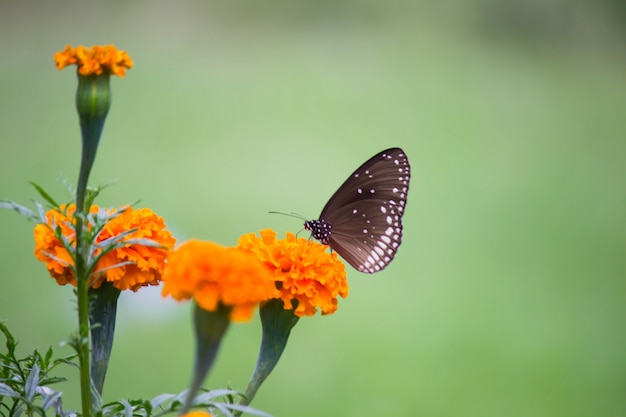 Mariposa en la flor