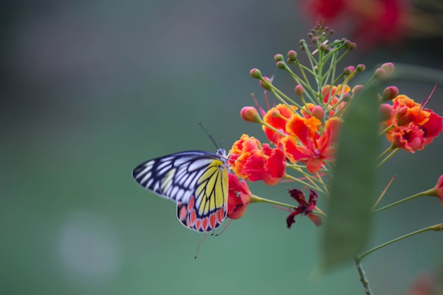 Mariposa en la flor