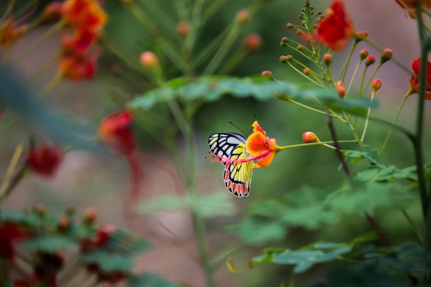 Mariposa en la flor