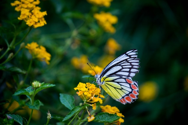 Mariposa en la flor