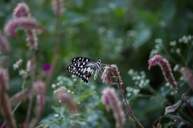 Mariposa en la flor