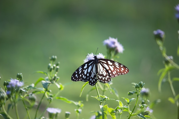 Mariposa en una flor