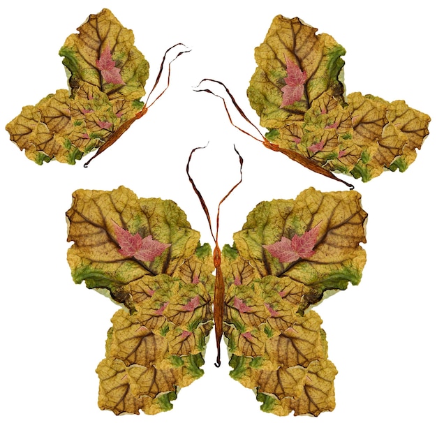 Mariposa floral hecha de flores y hojas secas