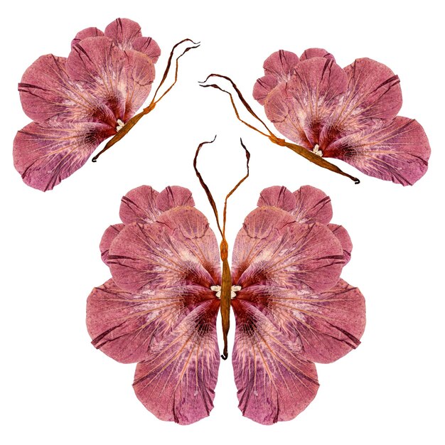 Mariposa floral hecha de hojas y flores de pétalos de lirio