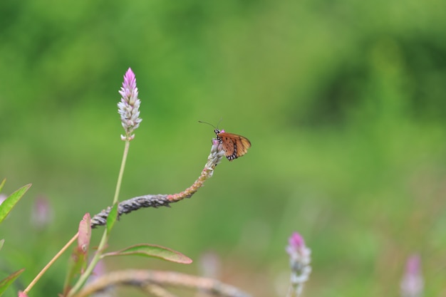 Mariposa con flores al aire libre