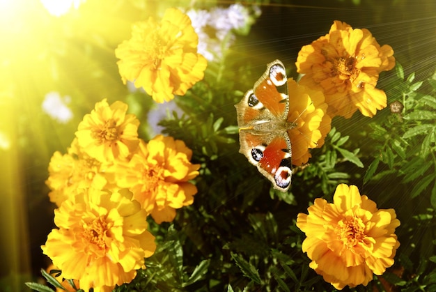 Mariposa en flores amarillas