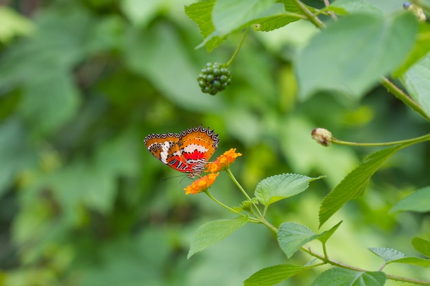 Mariposa en flores en jardín