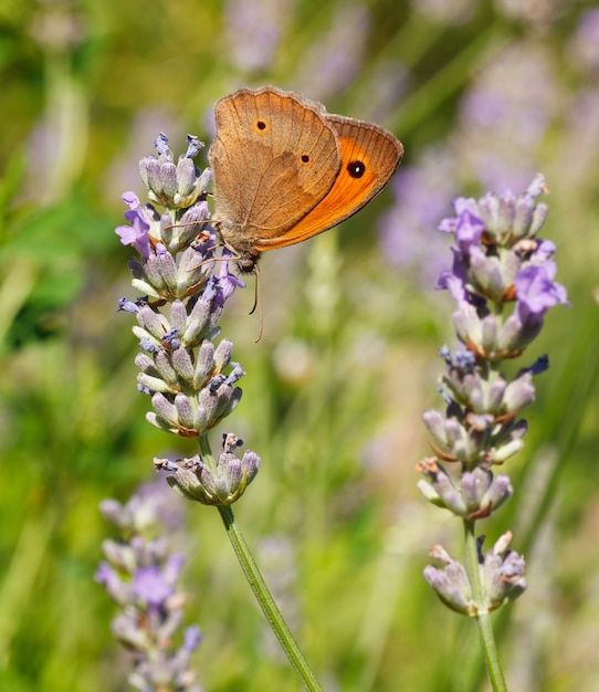 Mariposa en flores de lavanda