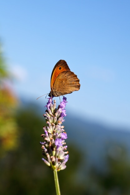 Mariposa en flores de lavanda