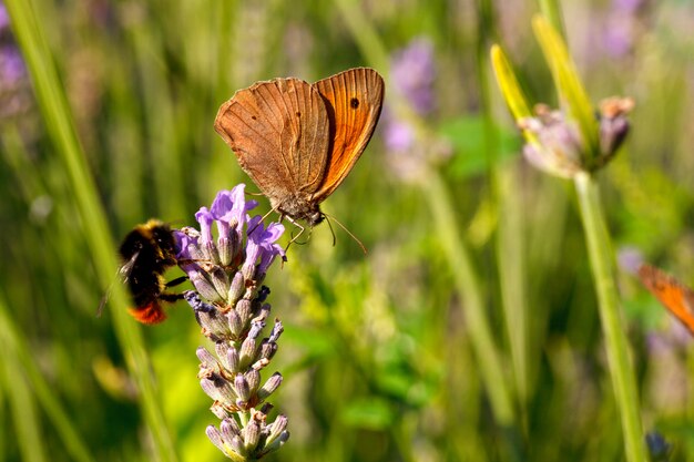 Mariposa en flores de lavanda