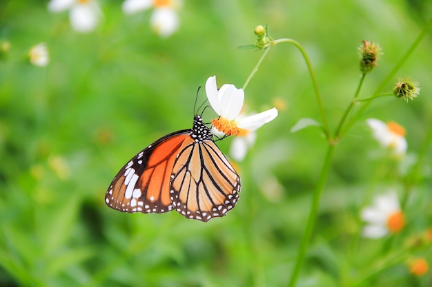 Mariposa con flores