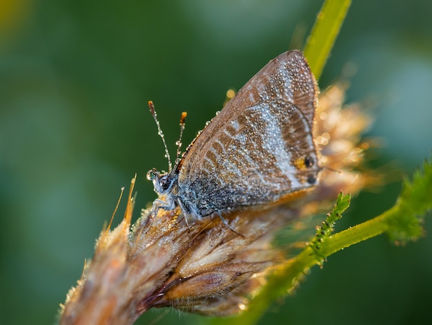 Mariposa fotografiada en su entorno natural.