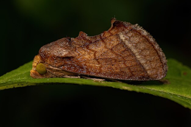 Mariposa frutífera adulta da subfamília Calpinae