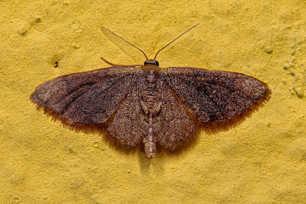 mariposa geômetra adulta