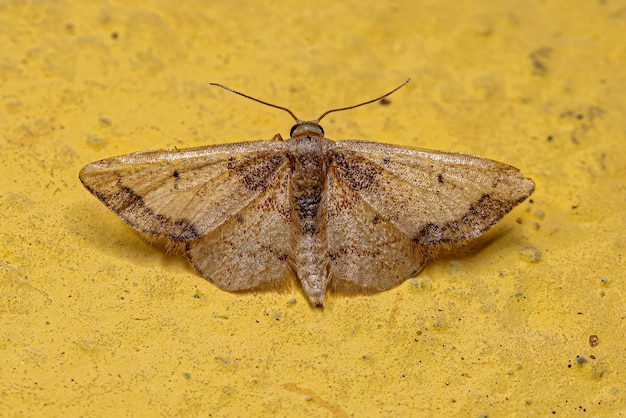 mariposa geômetra adulta