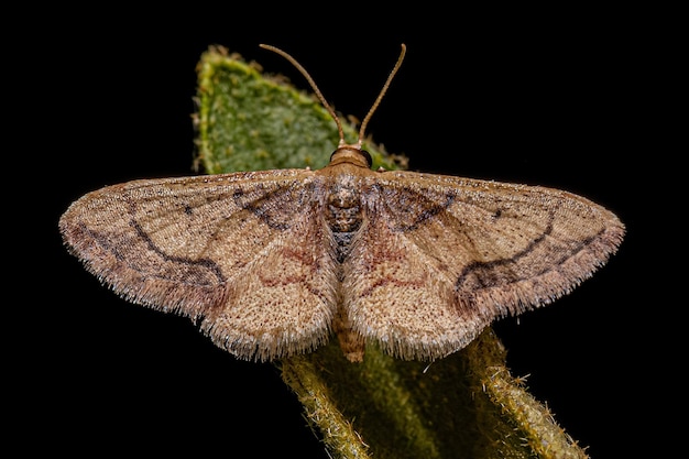 mariposa geômetra adulta