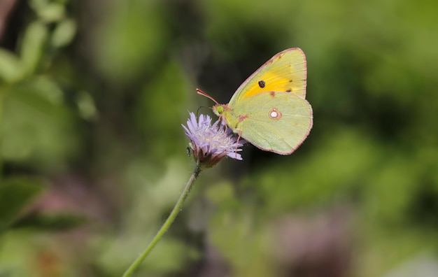 Foto la mariposa de la grandeza amarilla (colias crocea)