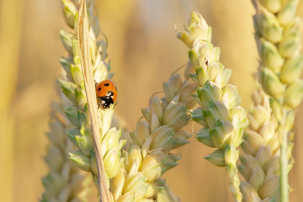 la mariposa en un grano de trigo