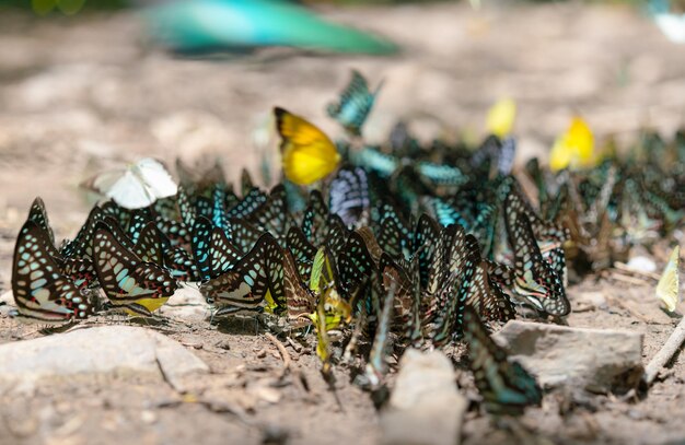 Mariposa de grupo en el suelo y volando en el bosque natural