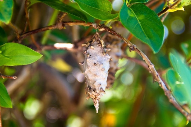 Mariposa gusano pupa Oiketicus kirbyi en verano